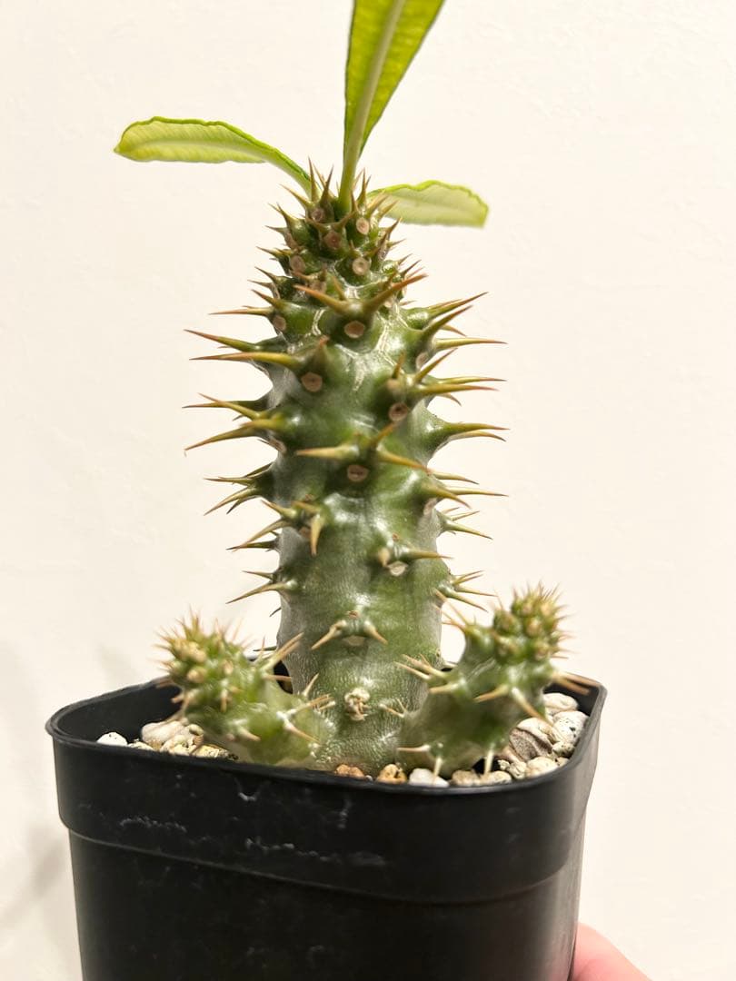 パキポディウム　アンボンゲンセ　実生株 パキポディウム アンボンゲンセ(実生) | hanayoshi-botanical